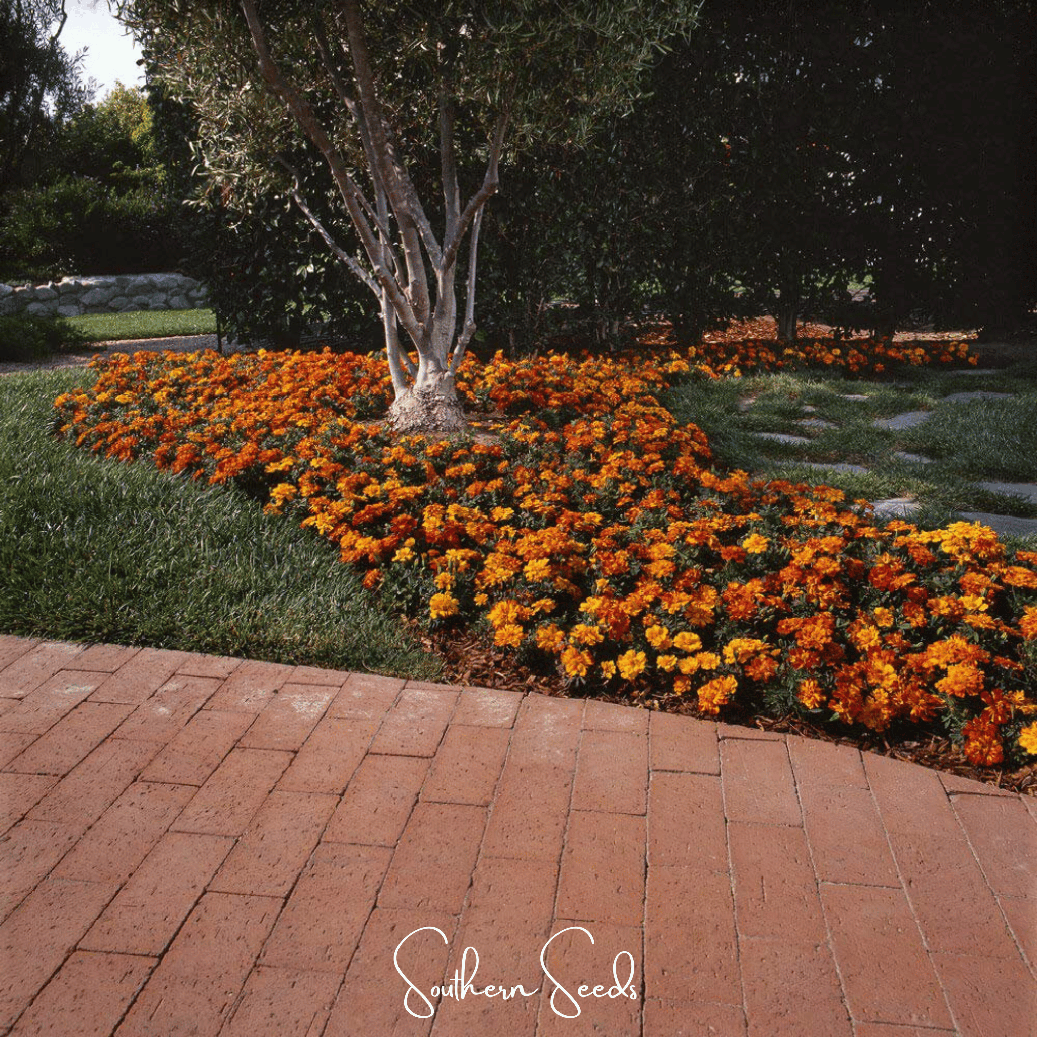 Marigold French, Bolero (Tagetes patula) - 50 Seeds seed packet from Seed Therapy – American - grown, heirloom seeds