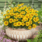 Marigold, Naughty Marietta (Tagetes patula) - 100 Seeds seed packet from Seed Therapy – American - grown, heirloom seeds