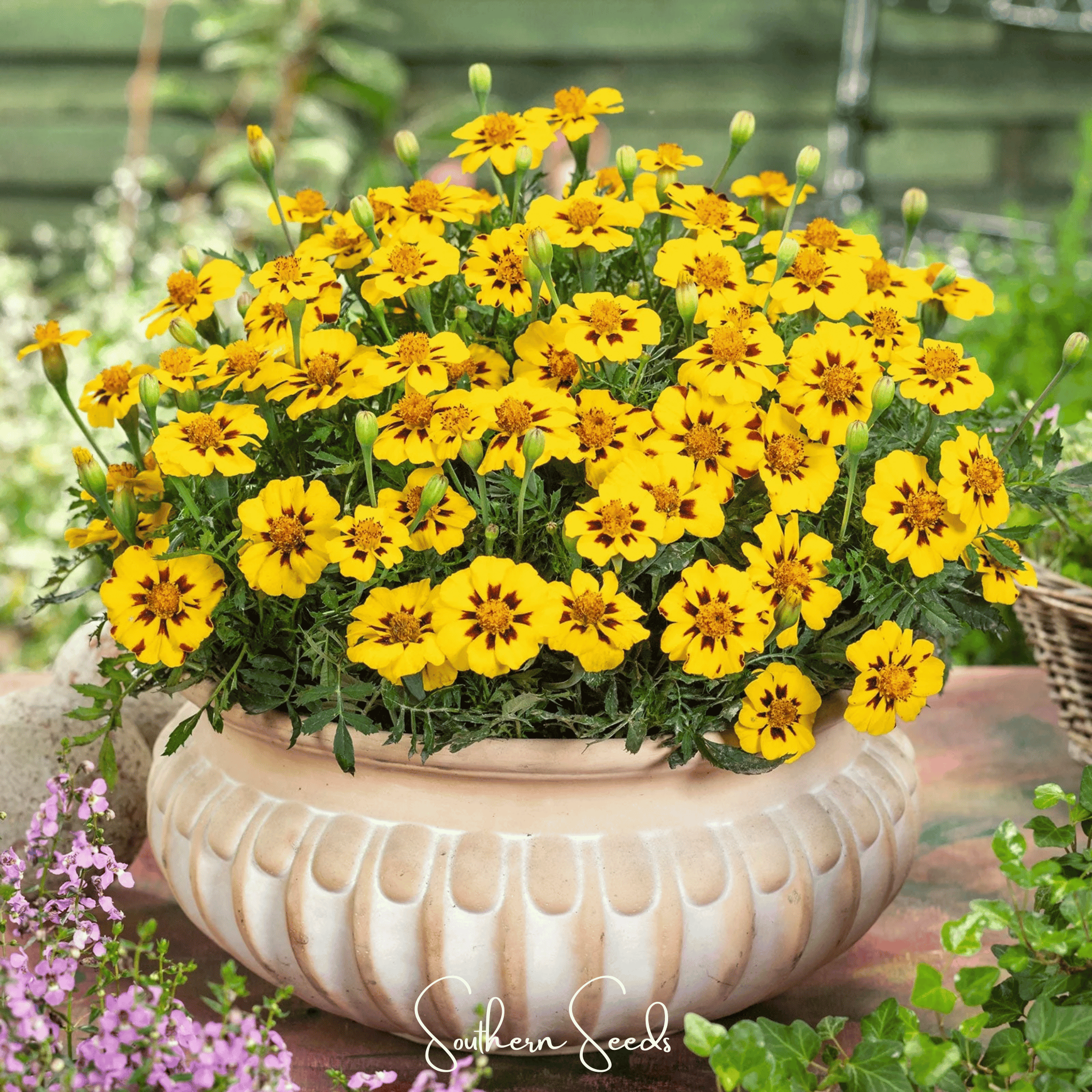 Marigold, Naughty Marietta (Tagetes patula) - 100 Seeds seed packet from Seed Therapy – American - grown, heirloom seeds