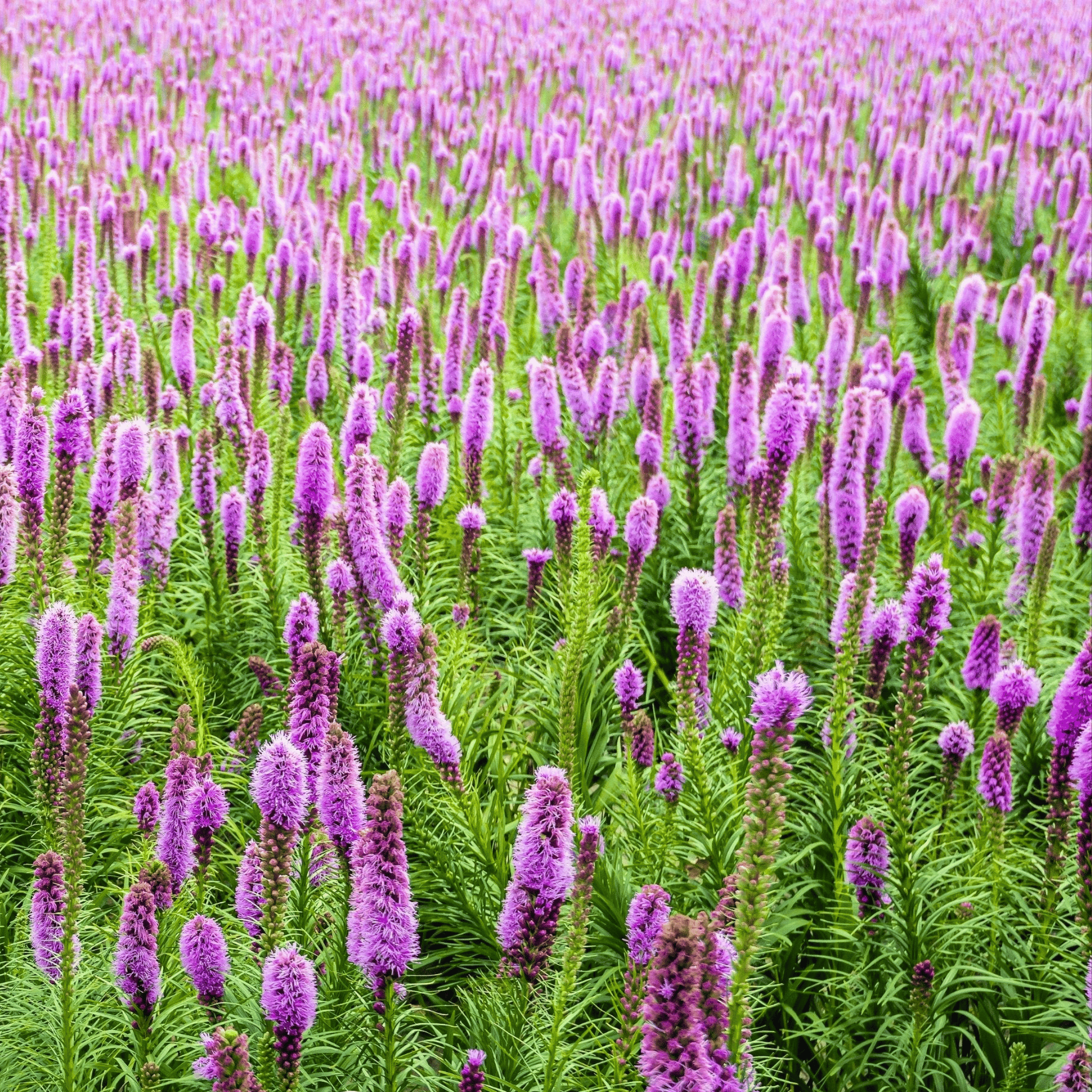 Marsh Blazing Star – 50 Seeds seed packet from Seed Therapy – American - grown, heirloom seeds