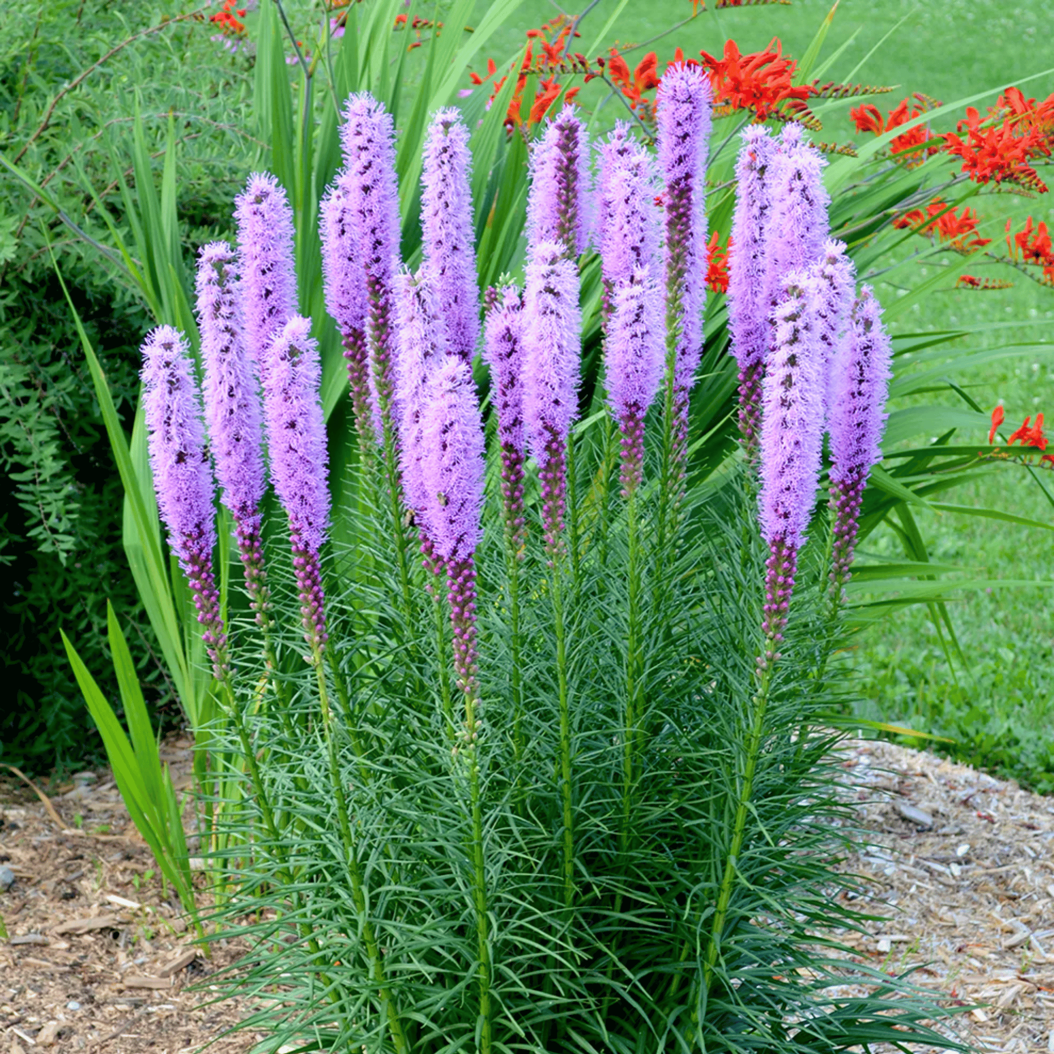 Marsh Blazing Star – 50 Seeds seed packet from Seed Therapy – American - grown, heirloom seeds