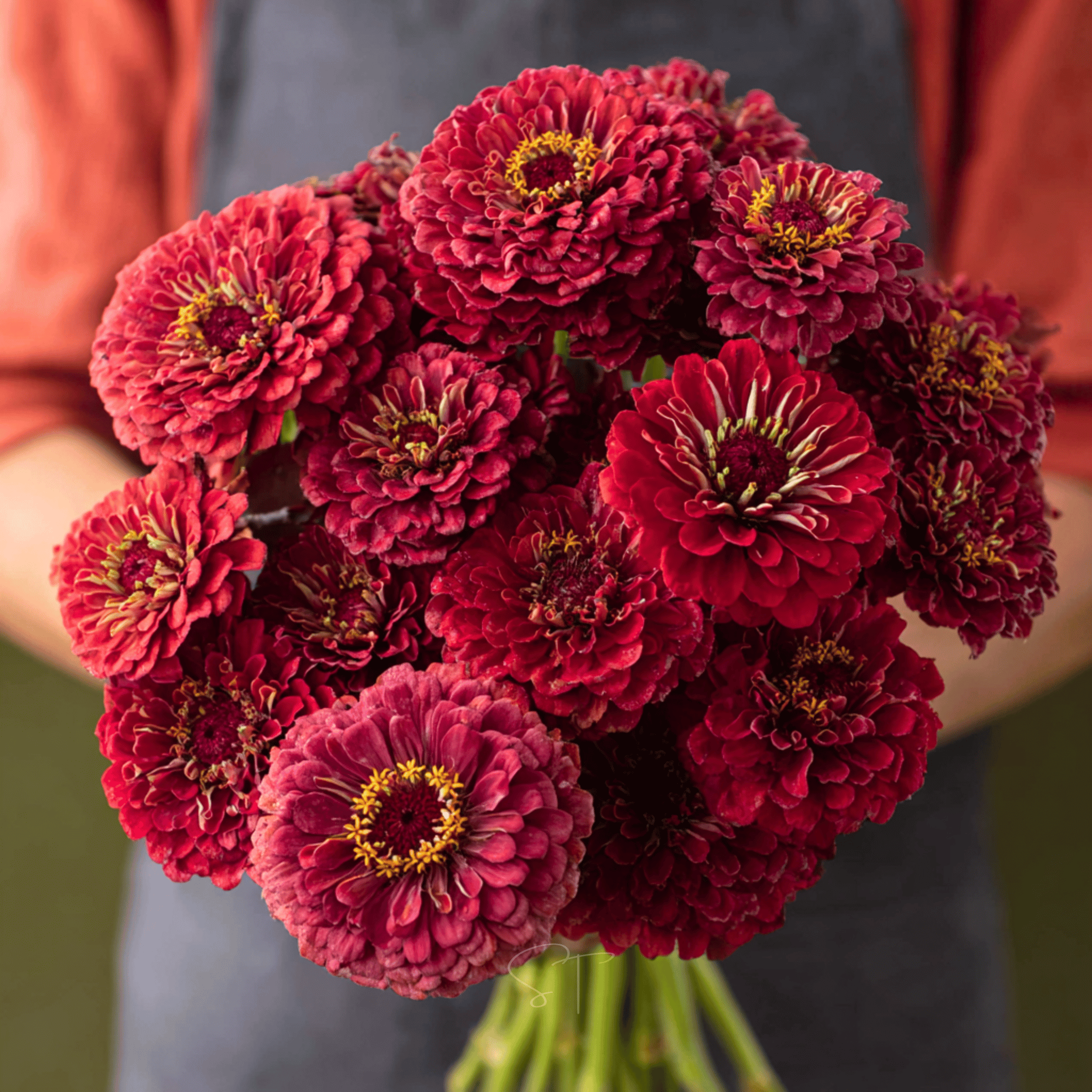 Meteor Zinnia – 100 Seeds seed packet from Seed Therapy – American - grown, heirloom seeds