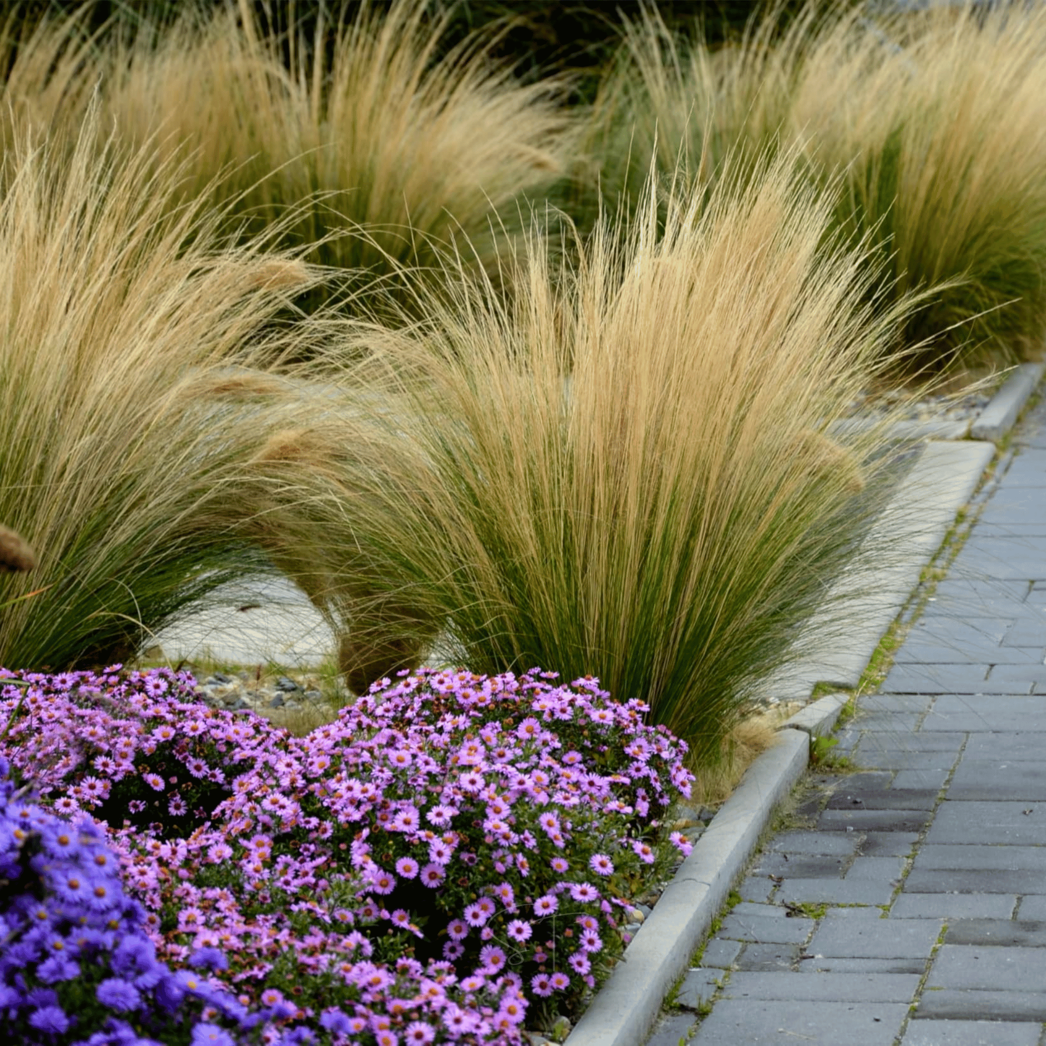 Mexican Feather Grass – 50 Seeds seed packet from Seed Therapy – American - grown, heirloom seeds