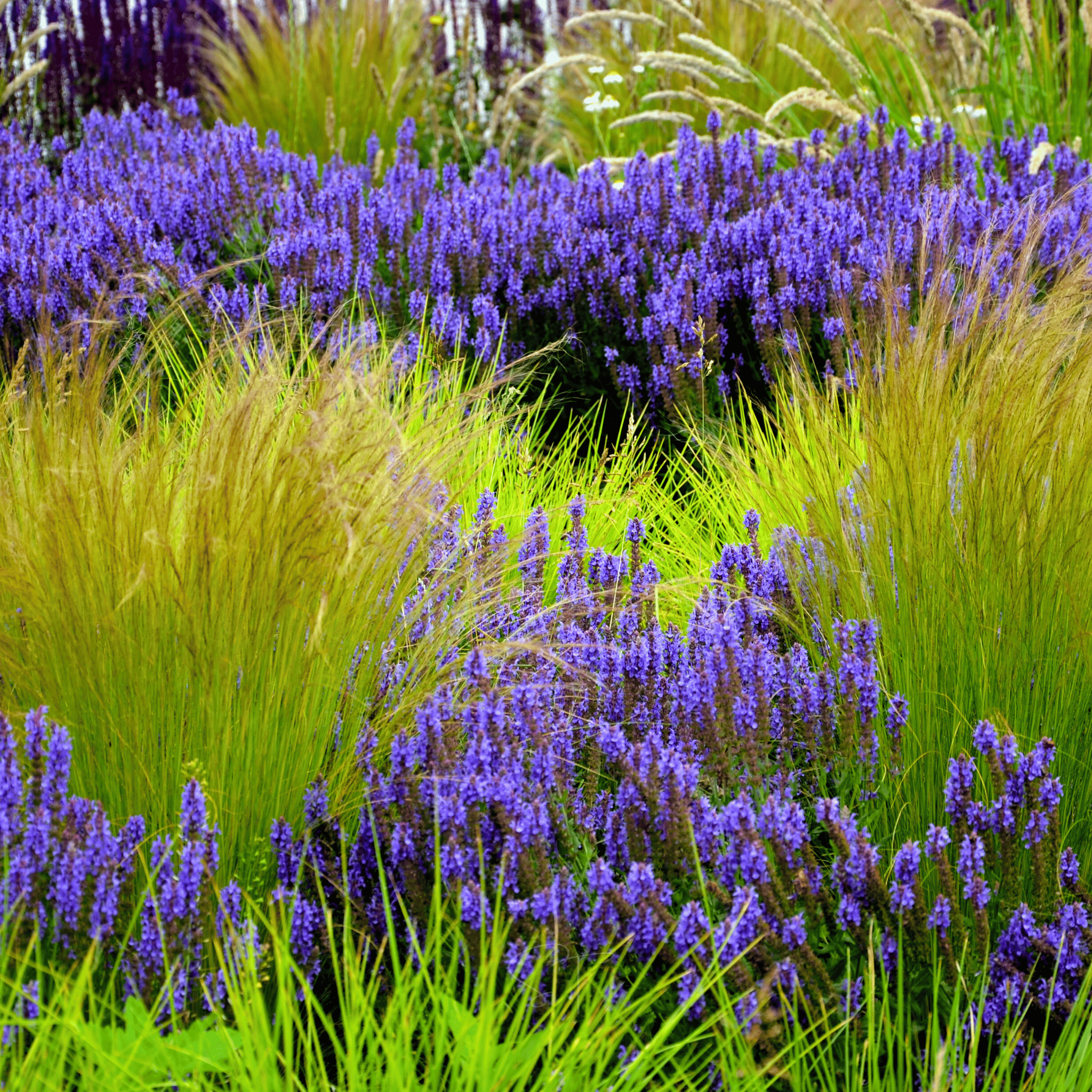 Mexican Feather Grass – 50 Seeds seed packet from Seed Therapy – American - grown, heirloom seeds