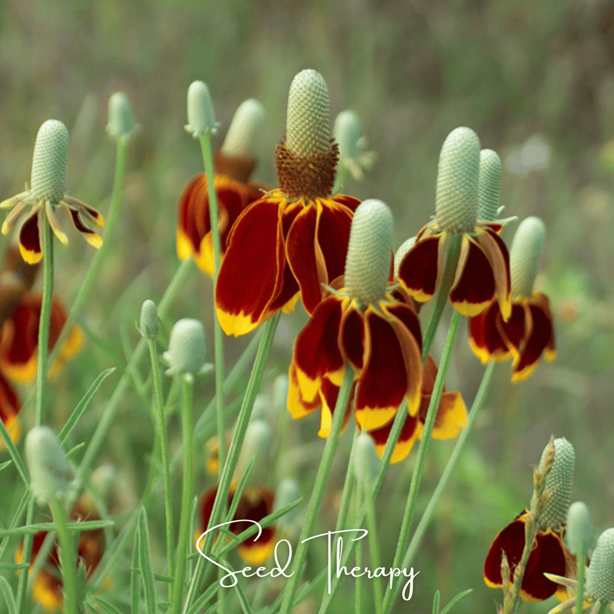 plant seeds hat Mexican Hat (Ratibida columnifera) - 100 ct