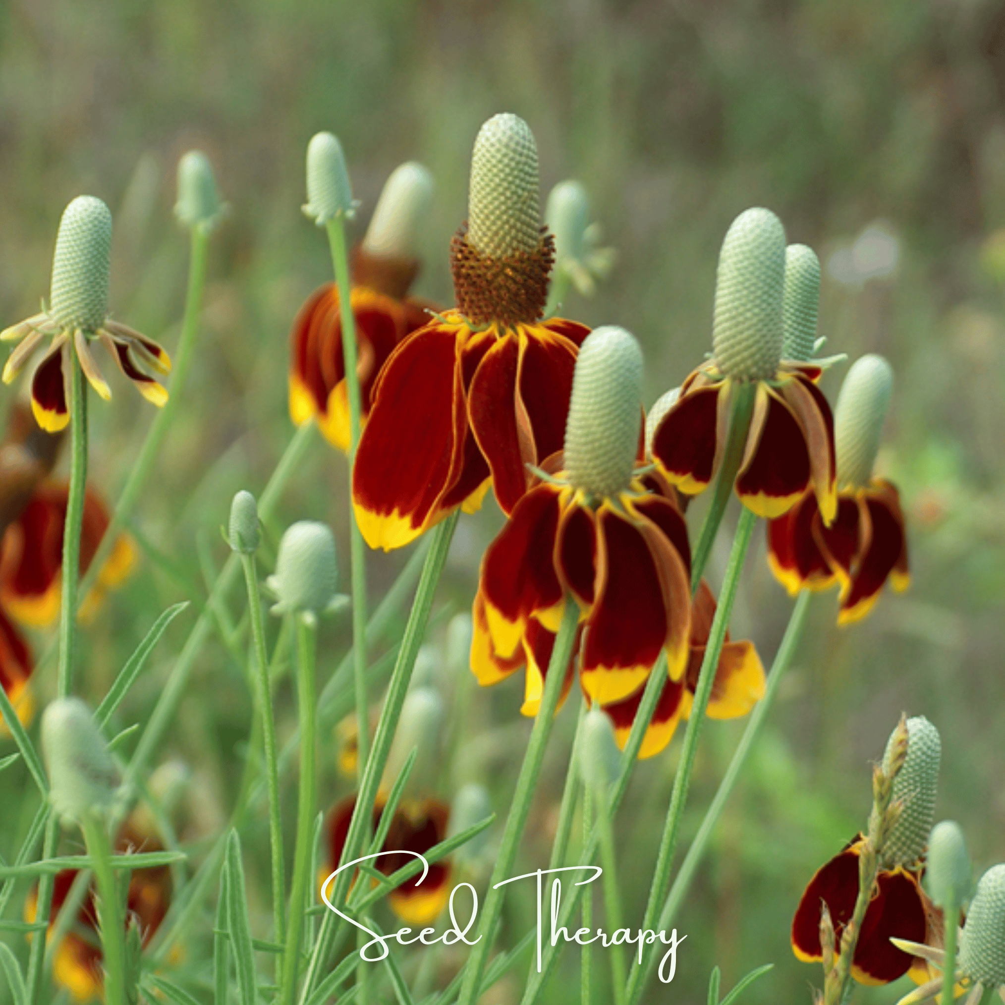 Mexican Hat (Ratibida columnifera) - 100 Seeds seed packet from Seed Therapy – American - grown, heirloom seeds