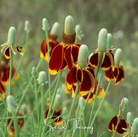 Mexican Hat (Ratibida columnifera) - 100 Seeds seed packet from Seed Therapy – American - grown, heirloom seeds