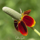 Mexican Hat (Ratibida columnifera) - 100 Seeds seed packet from Seed Therapy – American - grown, heirloom seeds