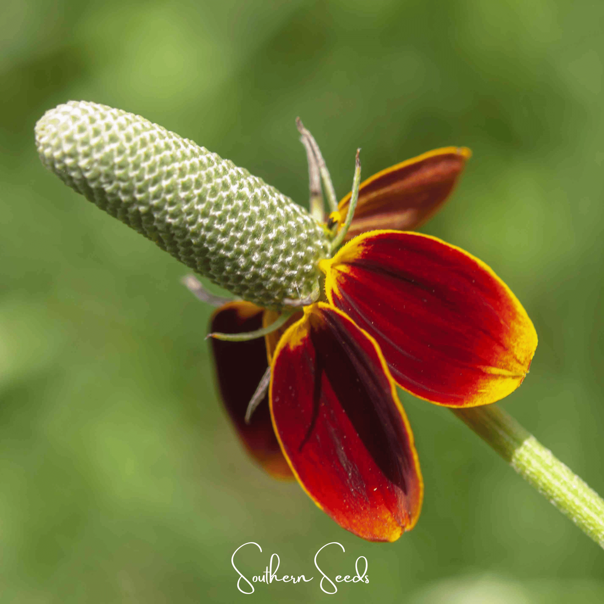 Mexican Hat (Ratibida columnifera) - 100 Seeds seed packet from Seed Therapy – American - grown, heirloom seeds