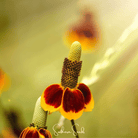 Mexican Hat (Ratibida columnifera) - 100 Seeds seed packet from Seed Therapy – American - grown, heirloom seeds