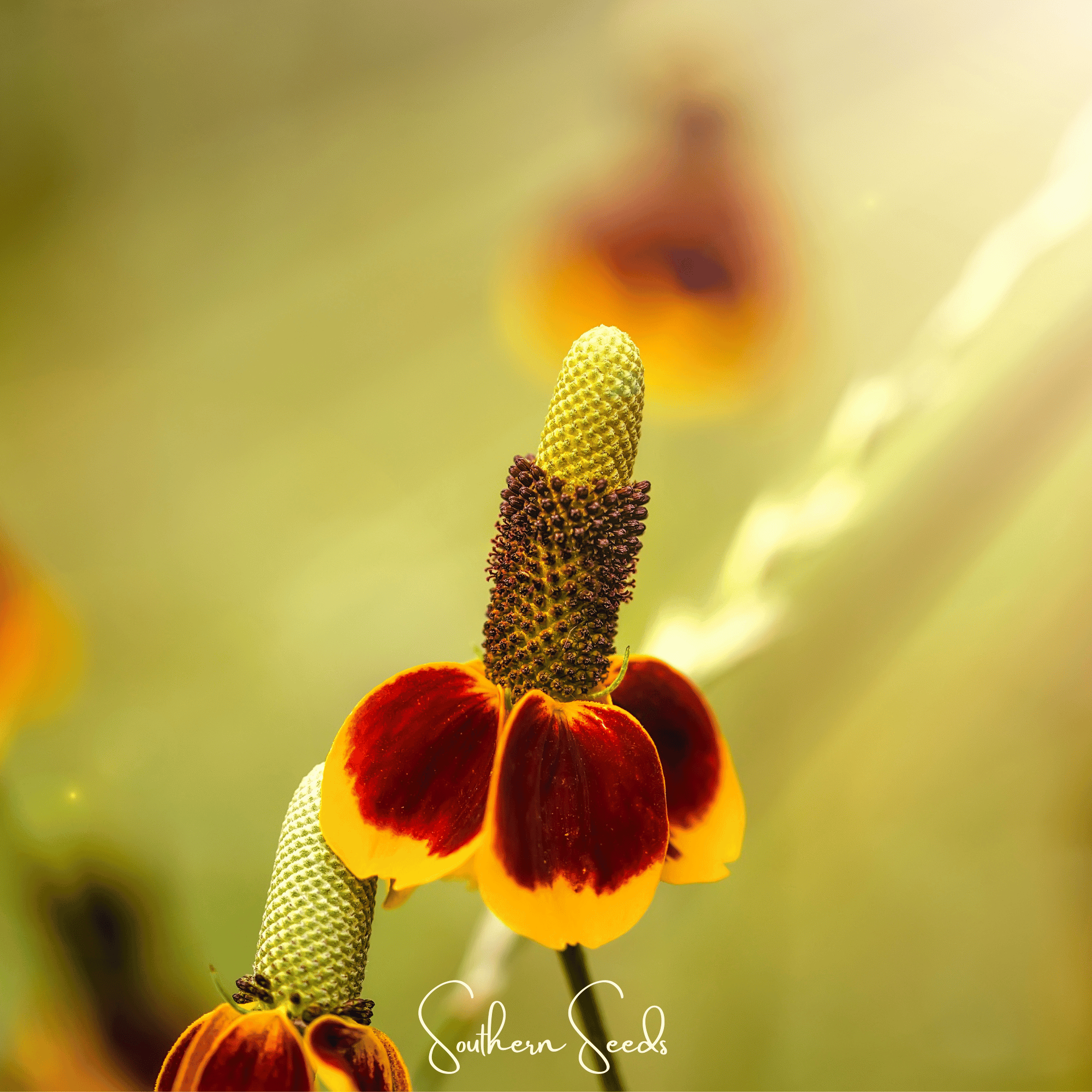 Mexican Hat (Ratibida columnifera) - 100 Seeds seed packet from Seed Therapy – American - grown, heirloom seeds