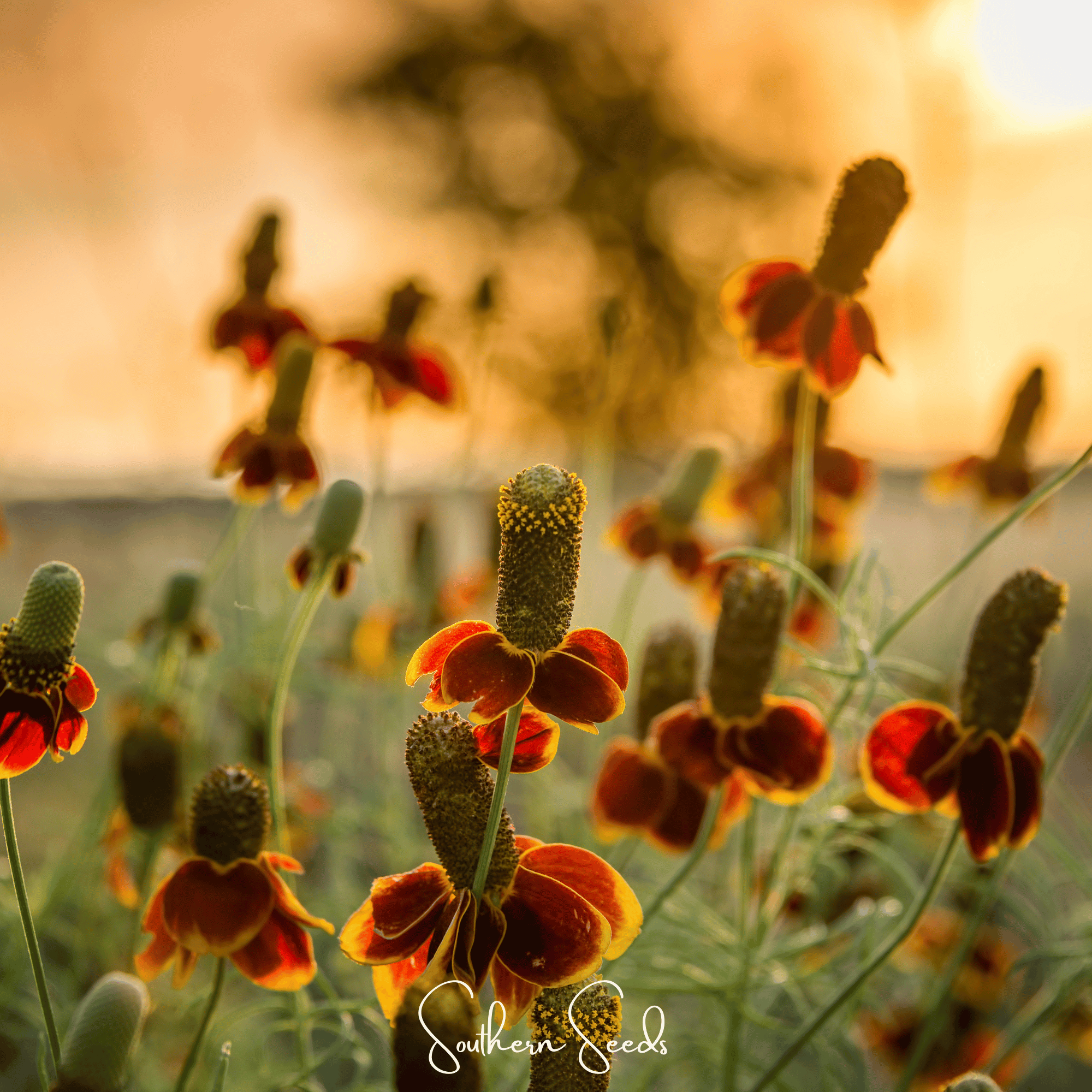 Mexican Hat (Ratibida columnifera) - 100 Seeds seed packet from Seed Therapy – American - grown, heirloom seeds