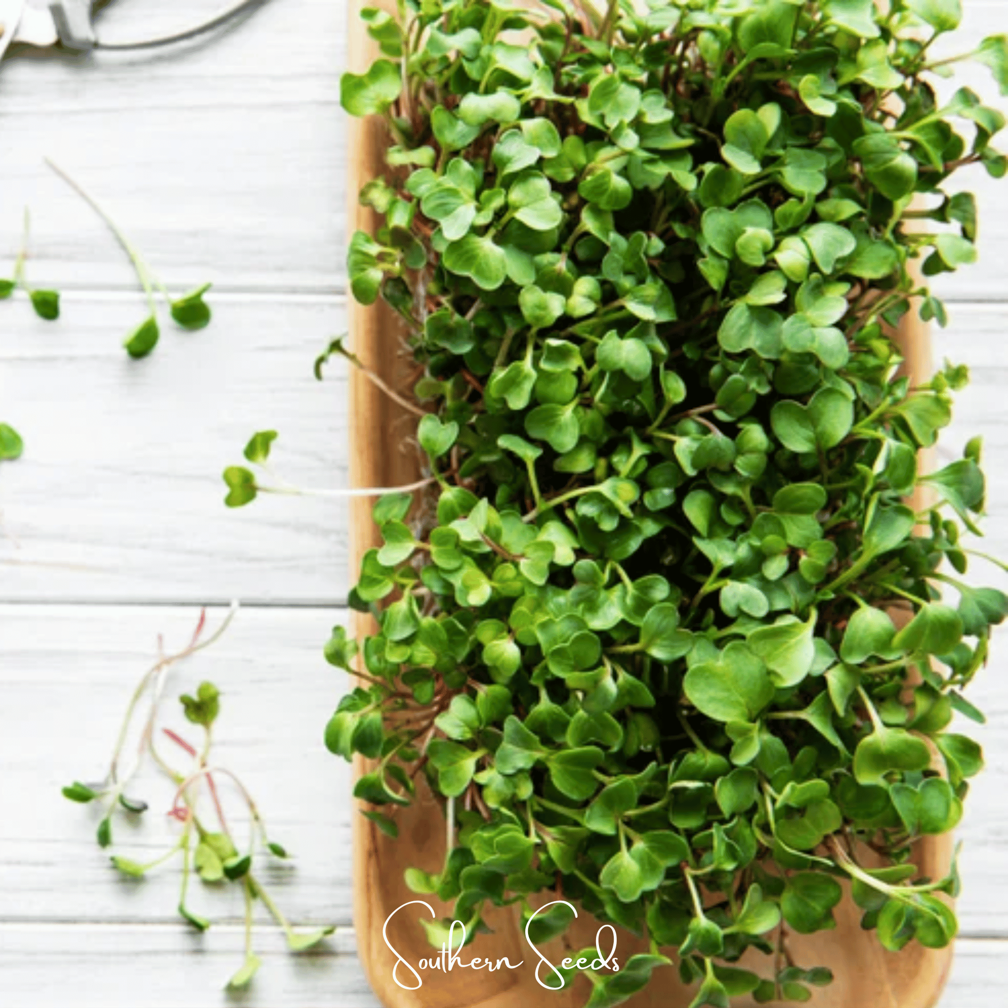 Microgreen, Salad Mix - 5 Variety Mix - 8 grams seed packet from Seed Therapy – American - grown, heirloom seeds