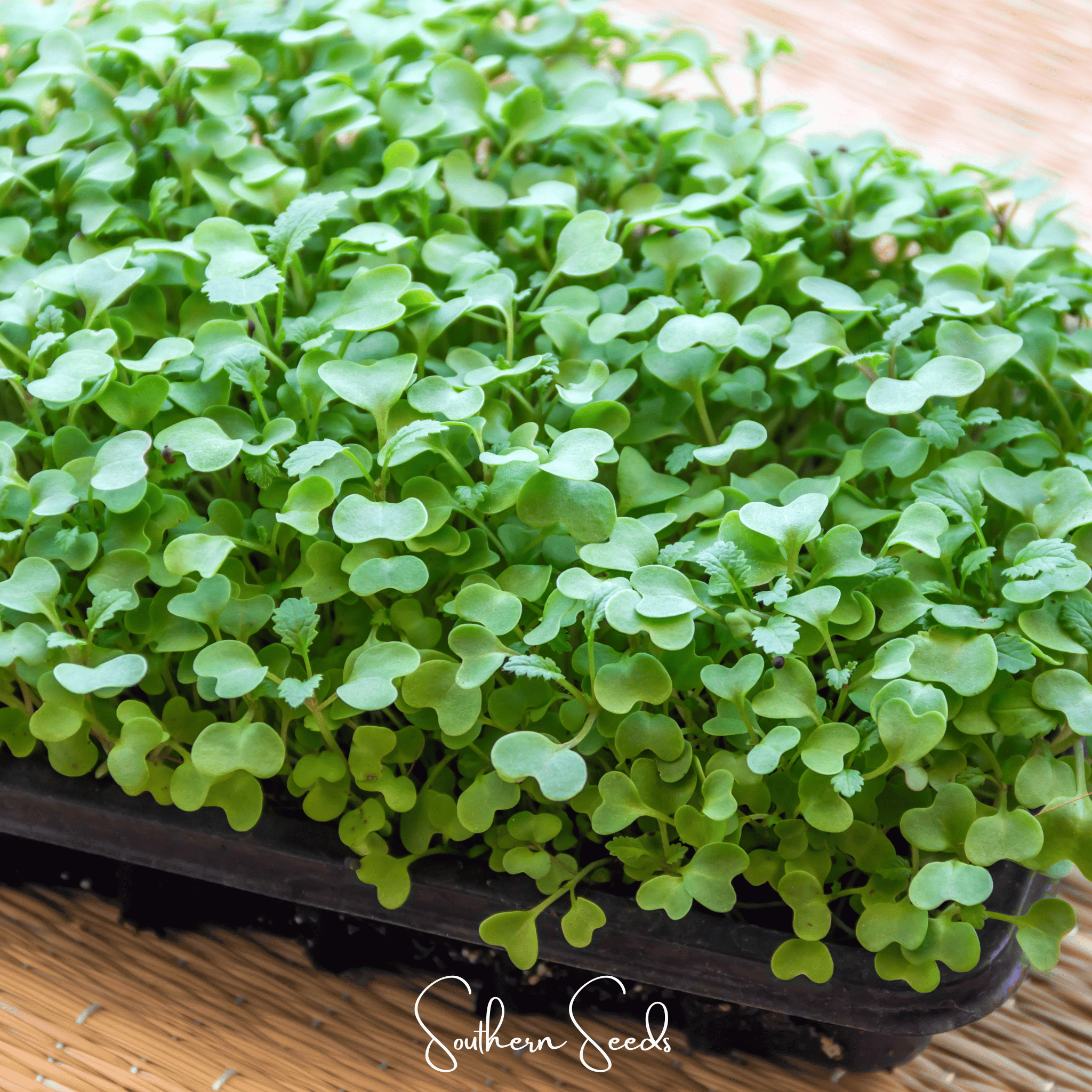 Microgreen, Wasabi Spicy Mustard (Brassica juncea) - 10 grams seed packet from Seed Therapy – American - grown, heirloom seeds
