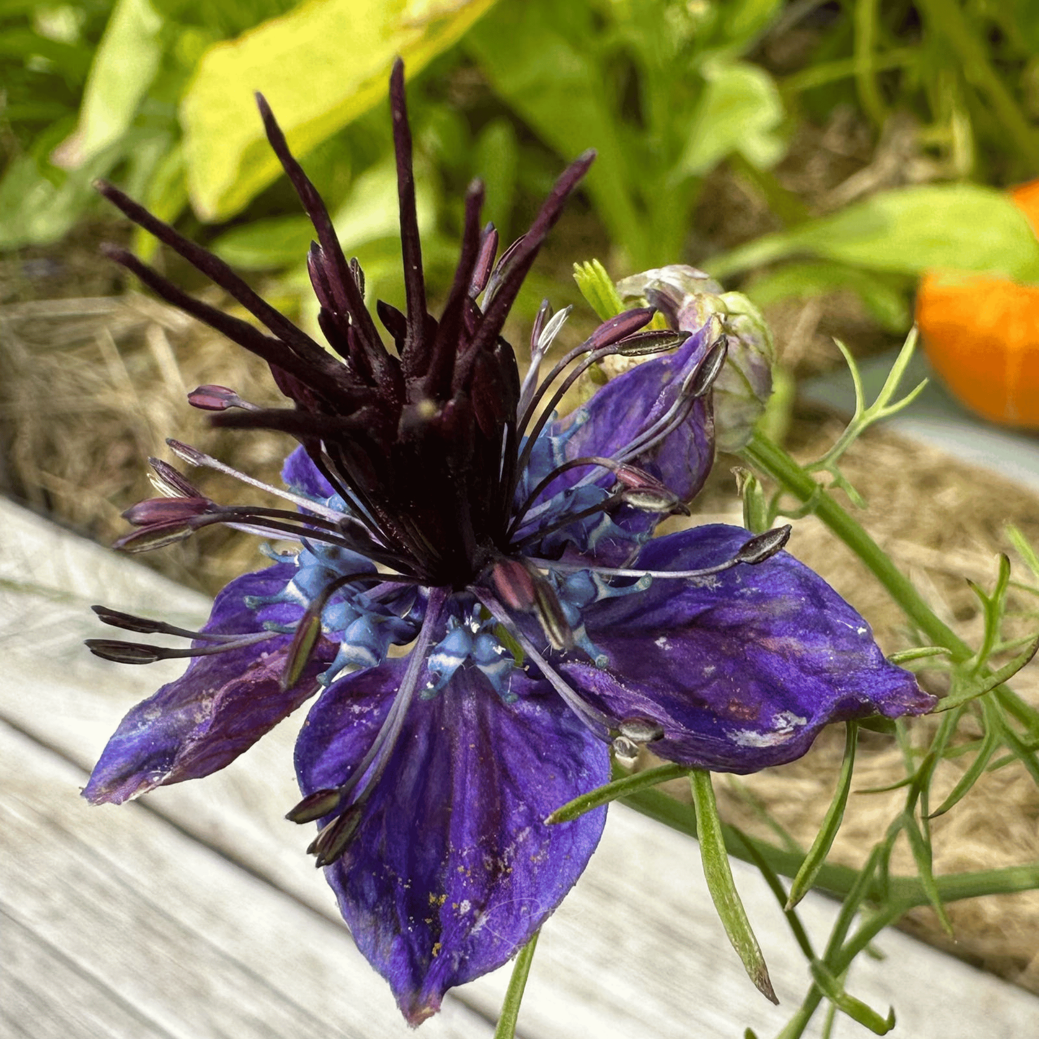 Midnight Love in a Mist – 100 Seeds seed packet from Seed Therapy – American - grown, heirloom seeds
