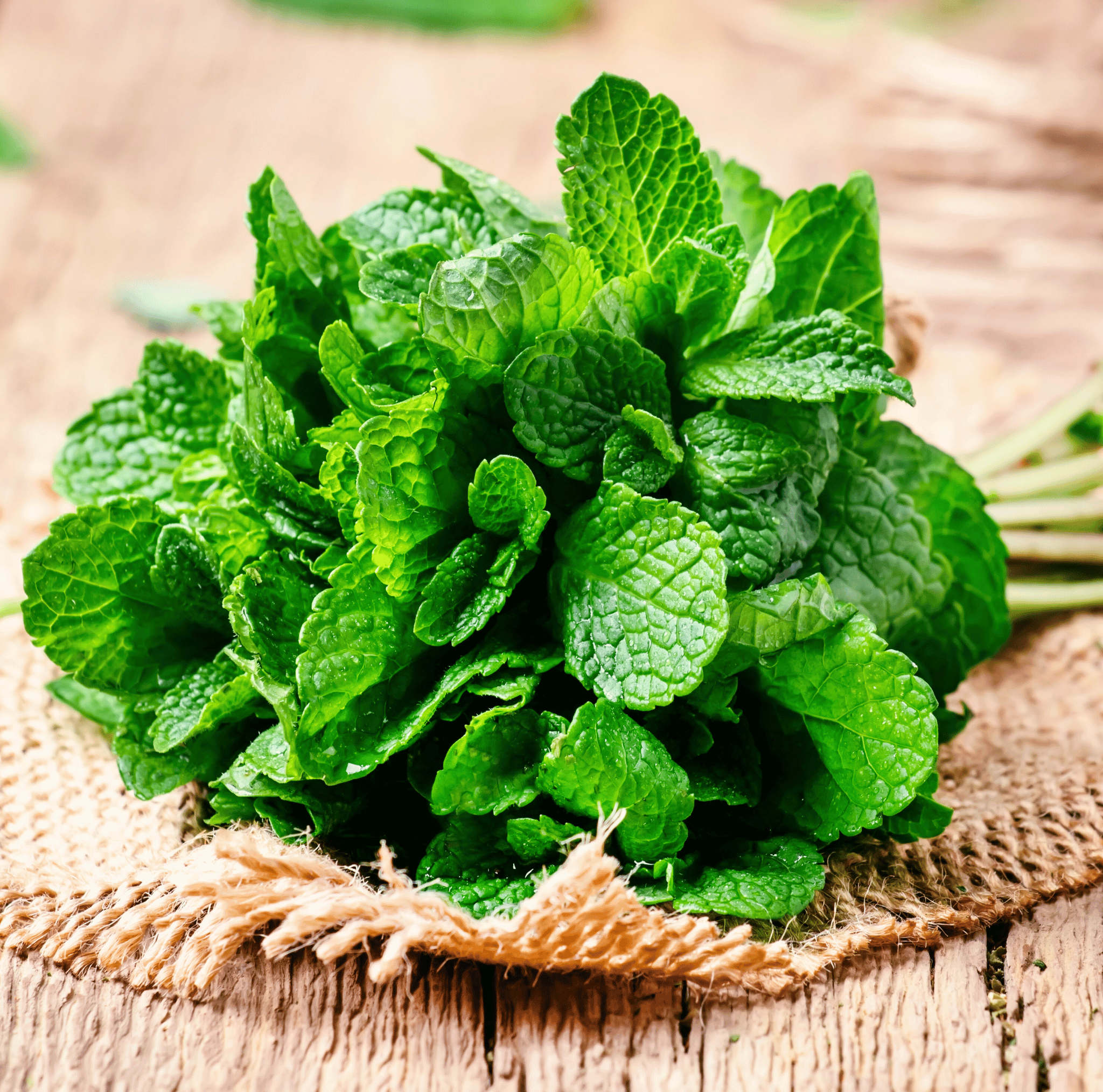 Mint – 100 Seeds seed packet from Seed Therapy – American - grown, heirloom seeds