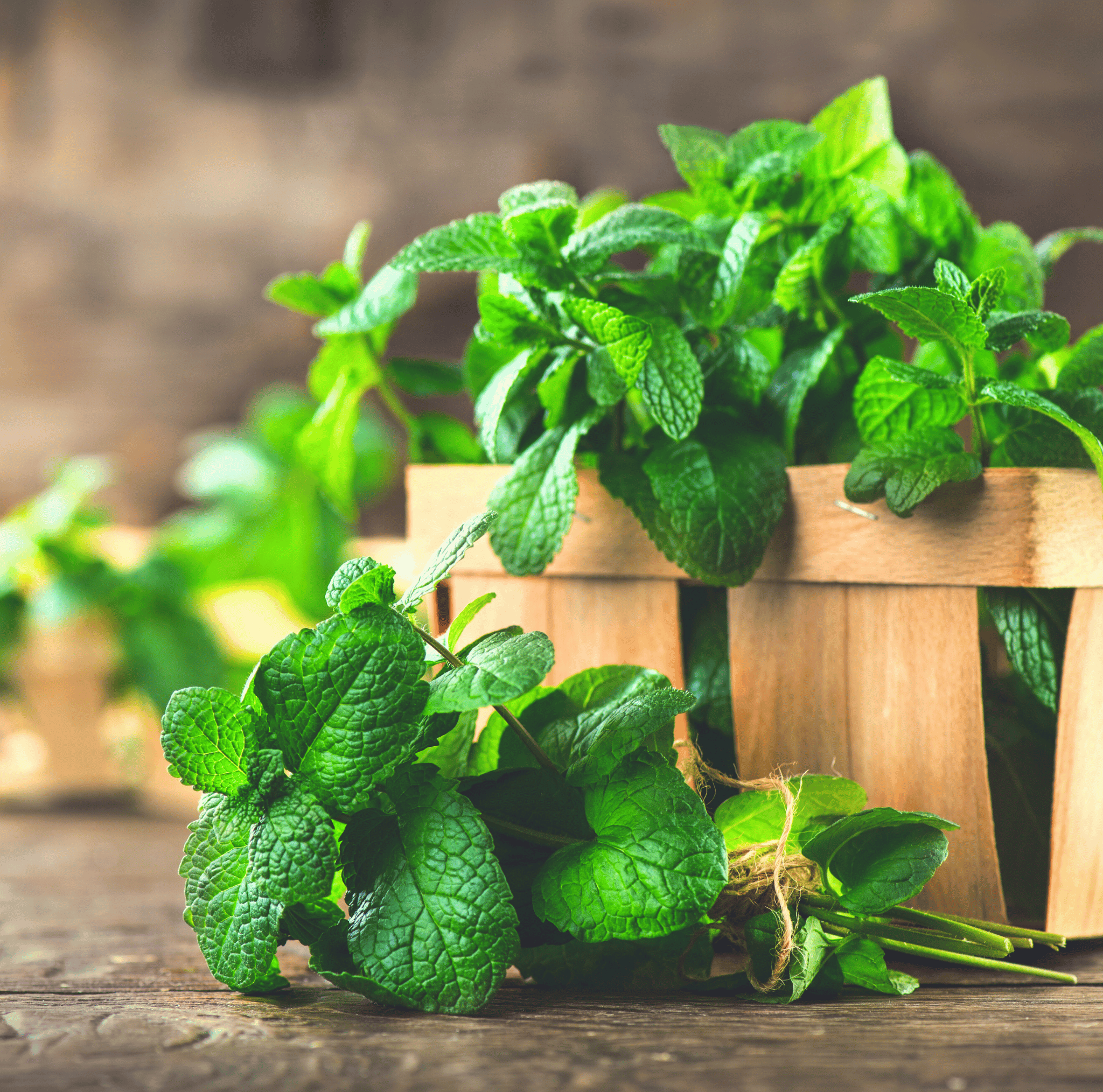 Mint – 100 Seeds seed packet from Seed Therapy – American - grown, heirloom seeds