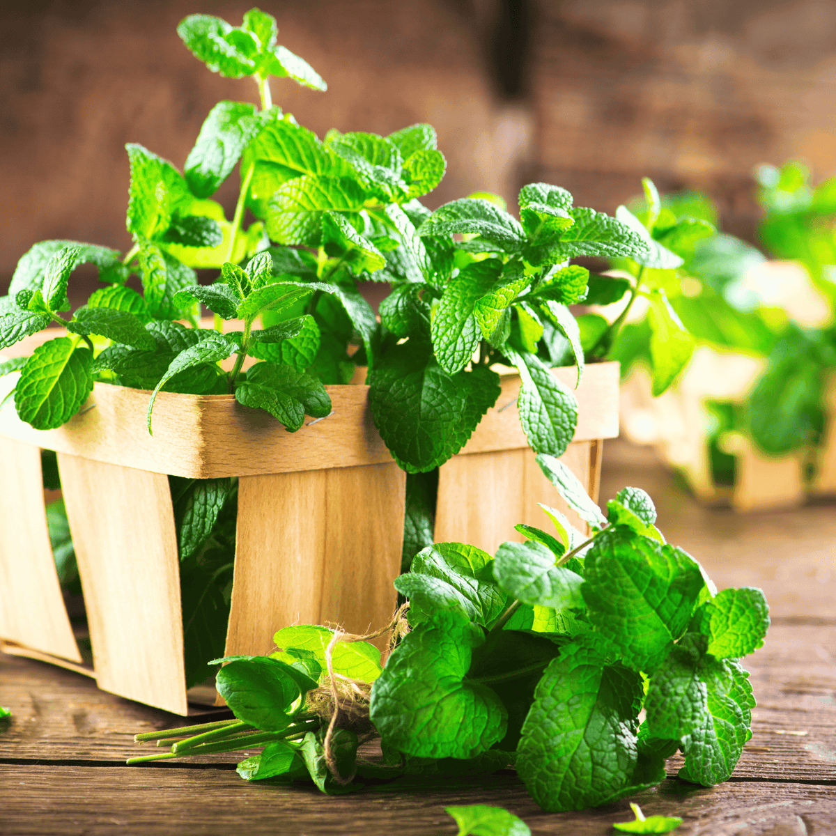 mint seeds for planting Mint, Common (Mentha spp.) - 100 Seeds