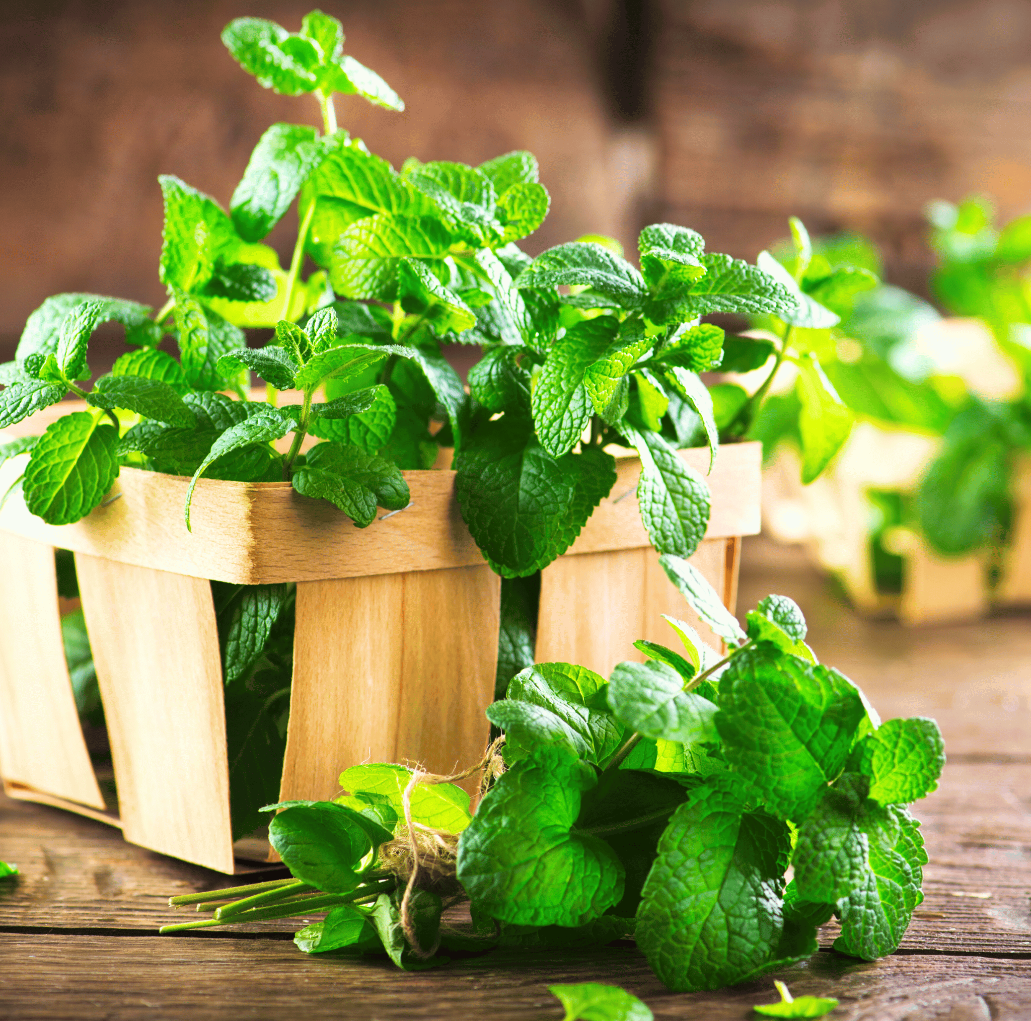 Mint – 100 Seeds seed packet from Seed Therapy – American - grown, heirloom seeds