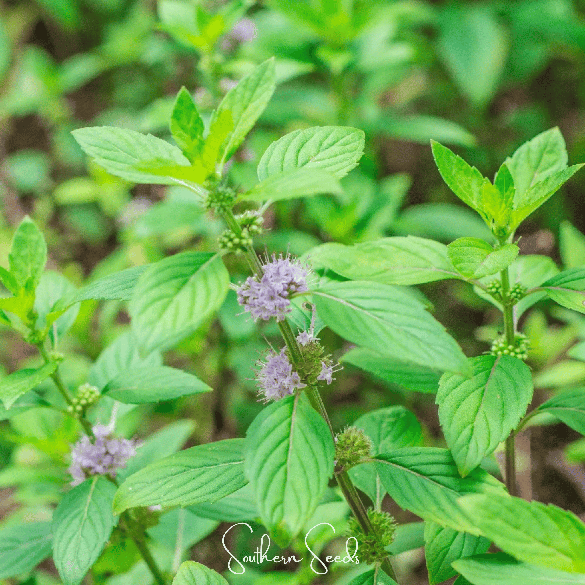Mint, Wild - Corn Mint (Mentha arvensis) - 100 Seeds seed packet from Seed Therapy – American - grown, heirloom seeds