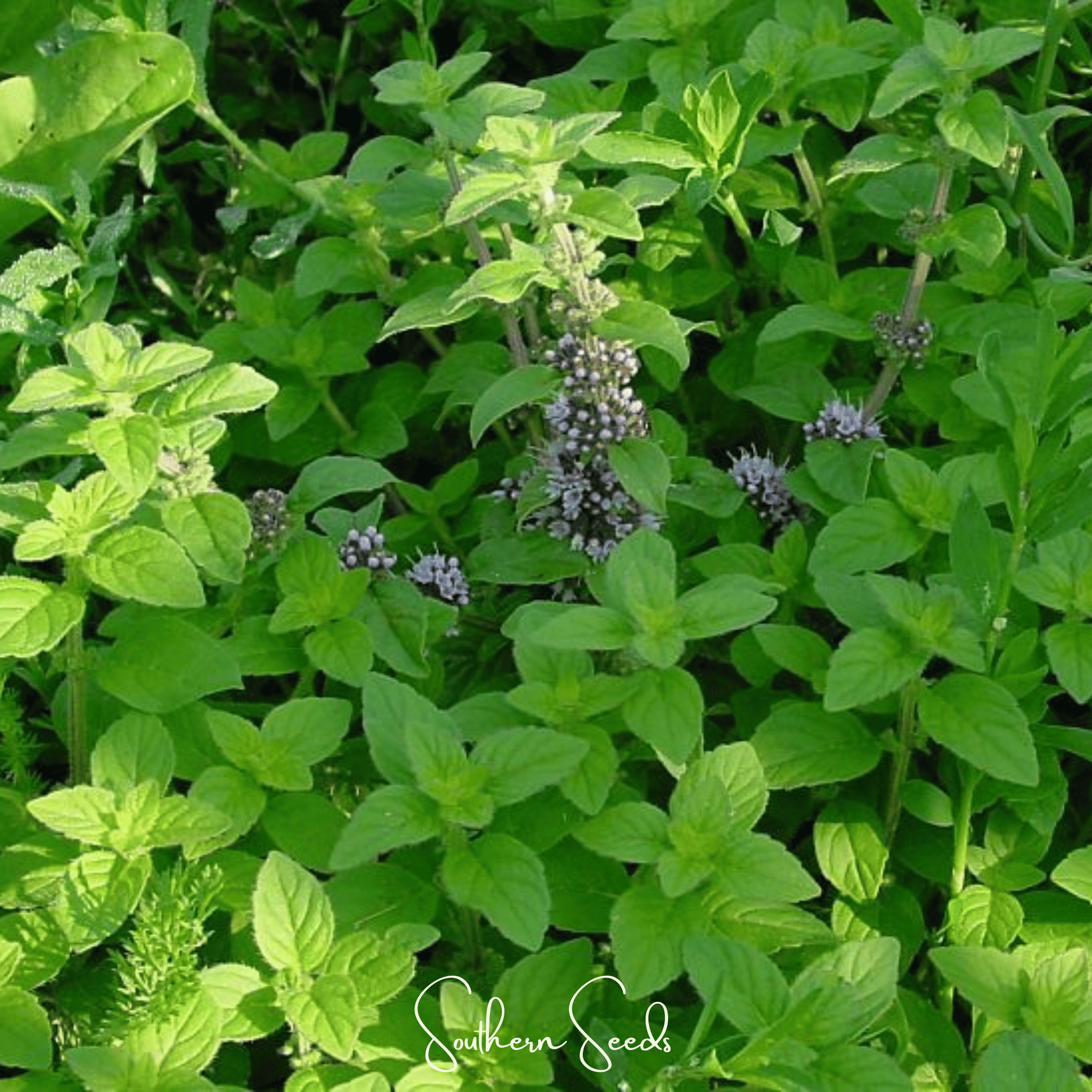 Mint, Wild - Corn Mint (Mentha arvensis) - 100 Seeds seed packet from Seed Therapy – American - grown, heirloom seeds