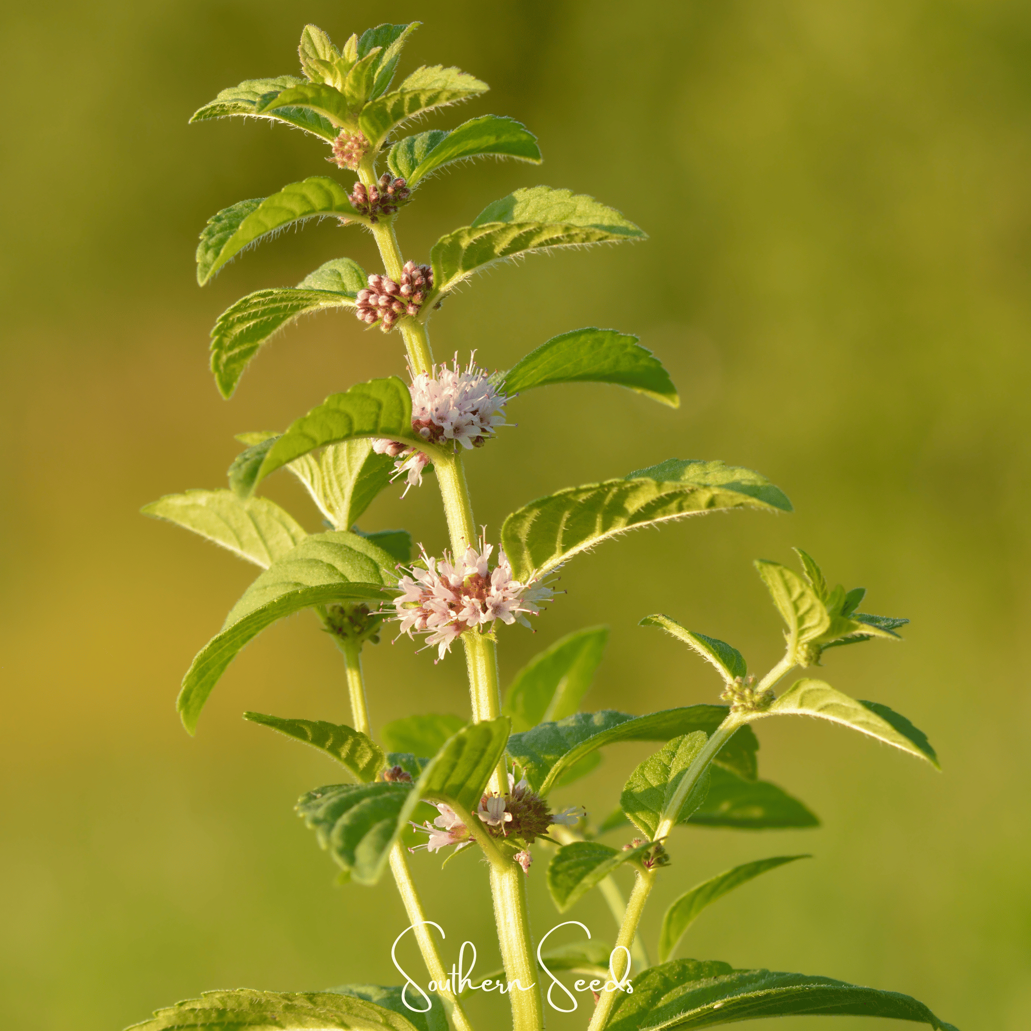 Mint, Wild - Corn Mint (Mentha arvensis) - 100 Seeds seed packet from Seed Therapy – American - grown, heirloom seeds