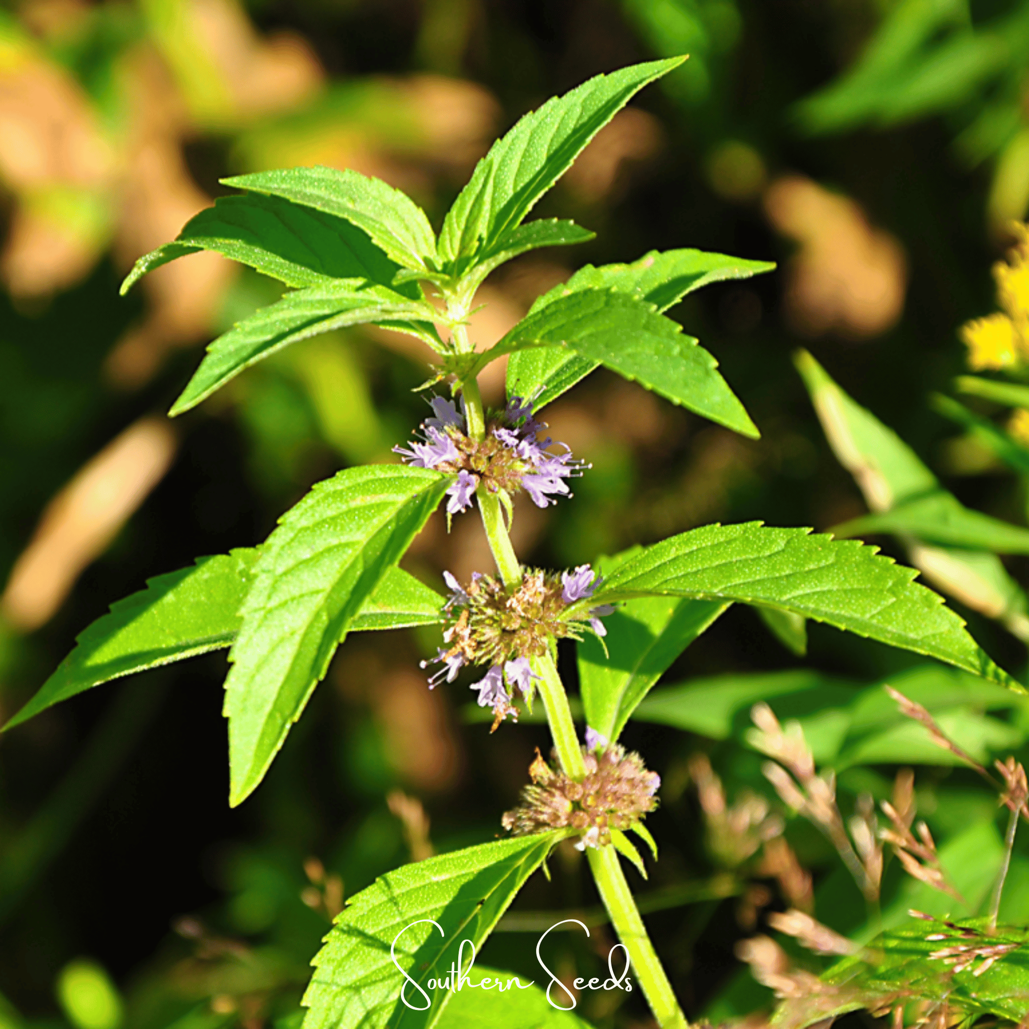 Mint, Wild - Corn Mint (Mentha arvensis) - 100 Seeds seed packet from Seed Therapy – American - grown, heirloom seeds