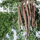 Moringa (Moringa oleifera) - 10 Seeds seed packet from Seed Therapy – American - grown, heirloom seeds