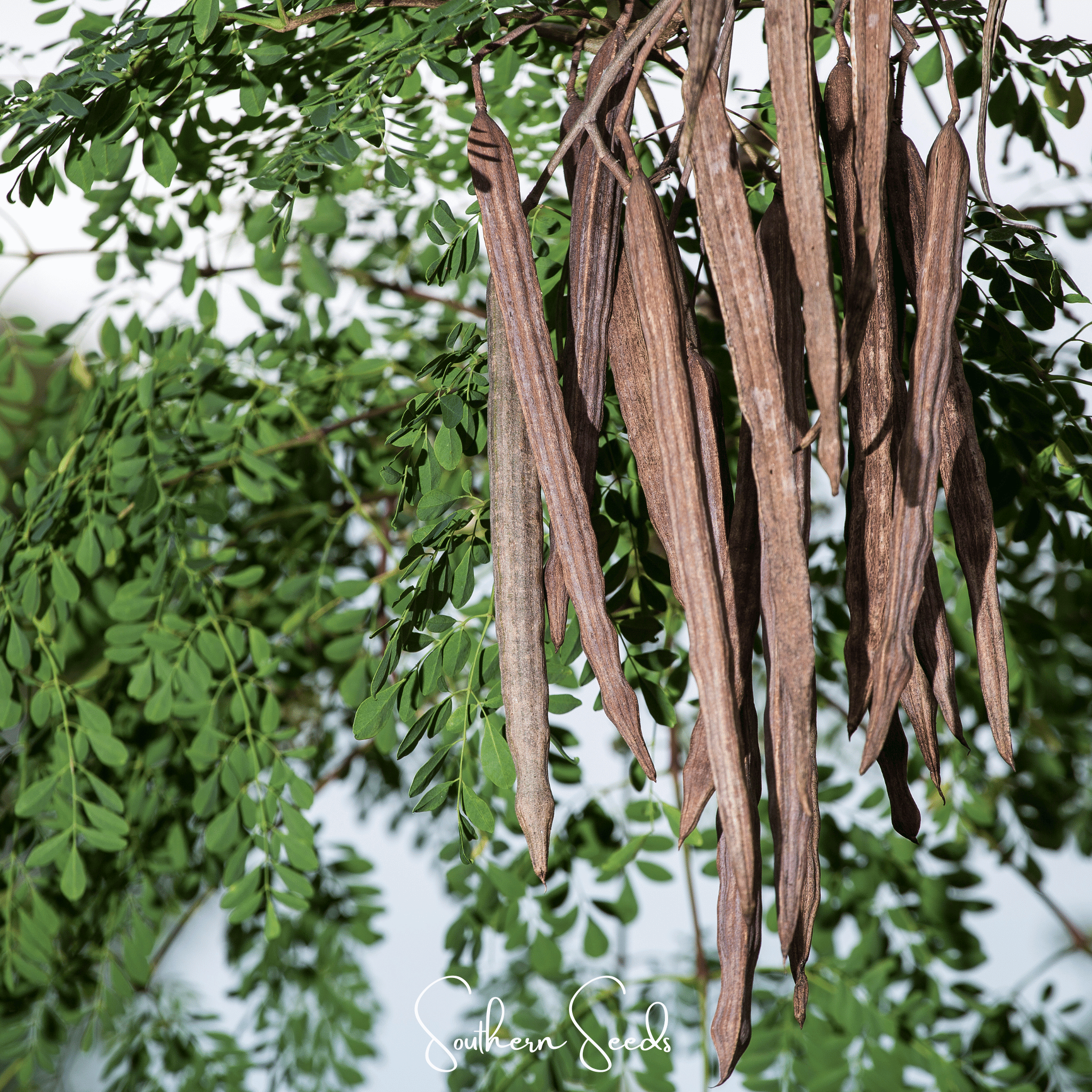 Moringa (Moringa oleifera) - 10 Seeds seed packet from Seed Therapy – American - grown, heirloom seeds