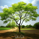 Moringa (Moringa oleifera) - 10 Seeds seed packet from Seed Therapy – American - grown, heirloom seeds
