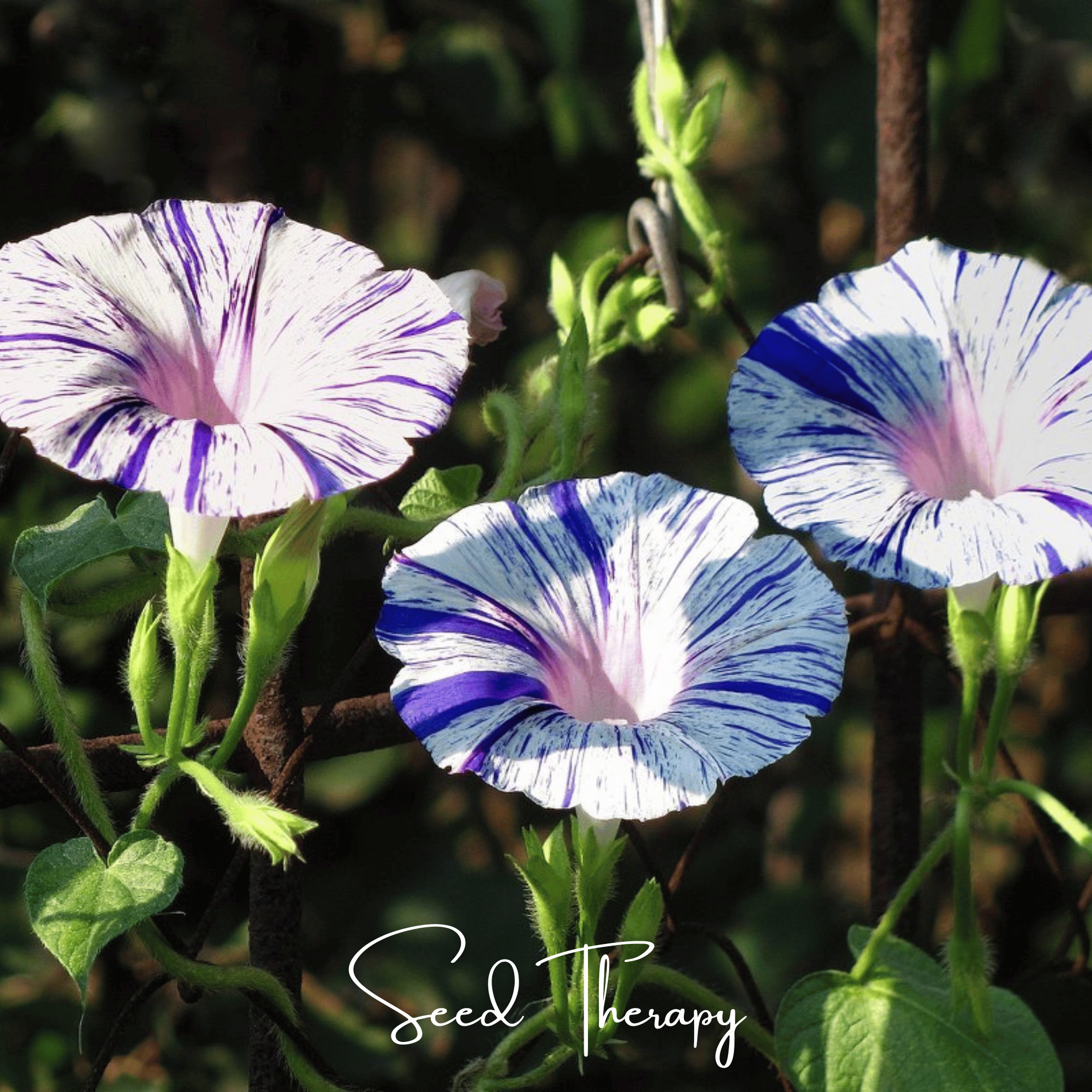 Morning Glory, Harlequin Mix (Ipomea purpurea) - 25 Seeds seed packet from Seed Therapy – American - grown, heirloom seeds