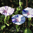 Morning Glory, Harlequin Mix (Ipomea purpurea) - 25 Seeds seed packet from Seed Therapy – American - grown, heirloom seeds