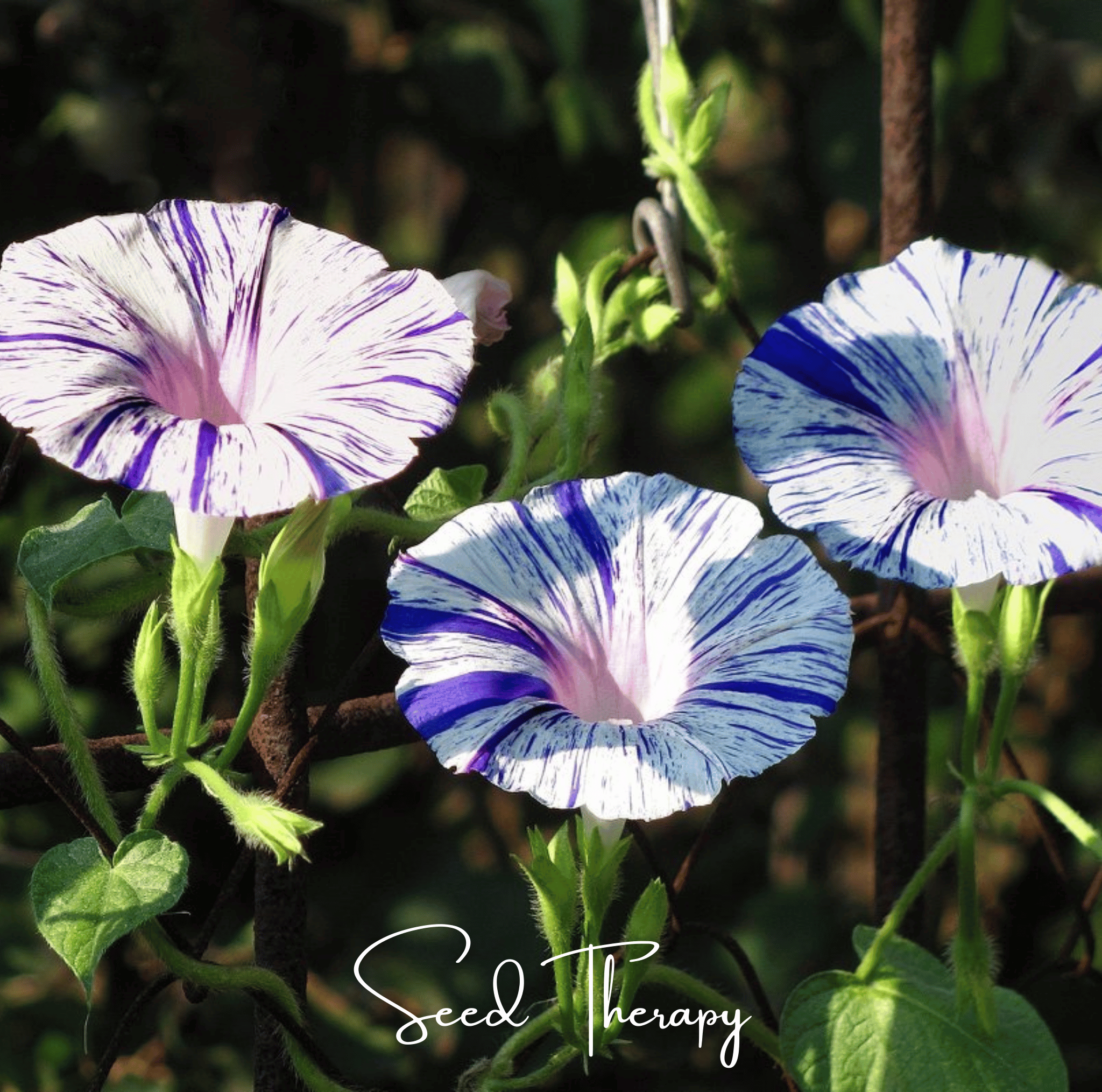 Morning Glory, Harlequin Mix (Ipomea purpurea) - 25 Seeds seed packet from Seed Therapy – American - grown, heirloom seeds