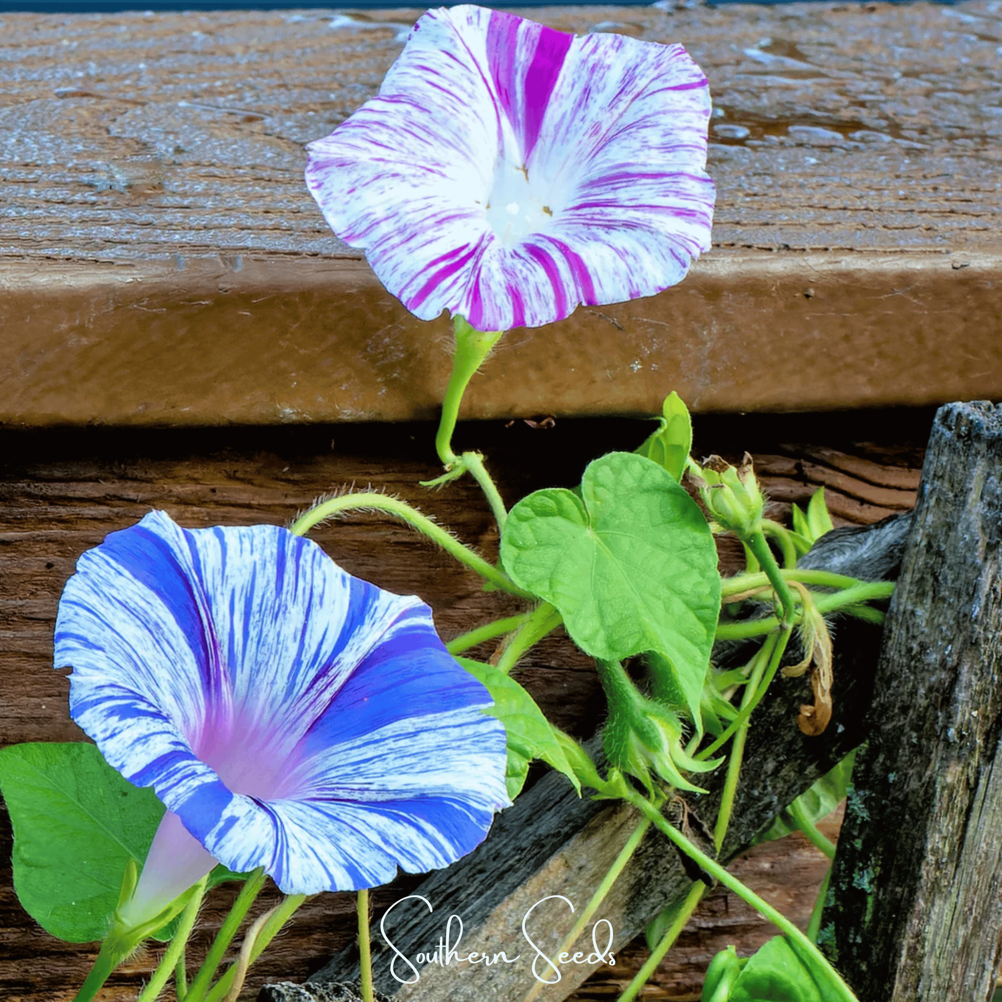 Morning Glory, Harlequin Mix (Ipomea purpurea) - 25 Seeds seed packet from Seed Therapy – American - grown, heirloom seeds