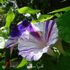 Morning Glory, Harlequin Mix (Ipomea purpurea) - 25 Seeds seed packet from Seed Therapy – American - grown, heirloom seeds