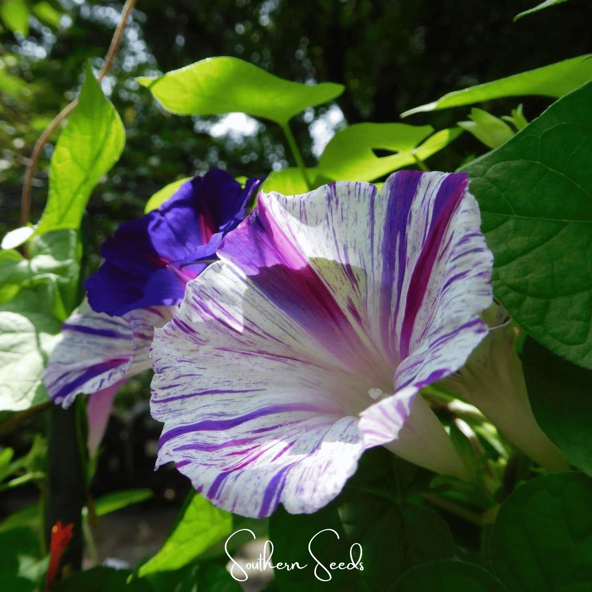 Morning Glory, Harlequin Mix (Ipomea purpurea) - 25 Seeds seed packet from Seed Therapy – American - grown, heirloom seeds