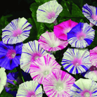 Morning Glory, Harlequin Mix (Ipomea purpurea) - 25 Seeds seed packet from Seed Therapy – American - grown, heirloom seeds