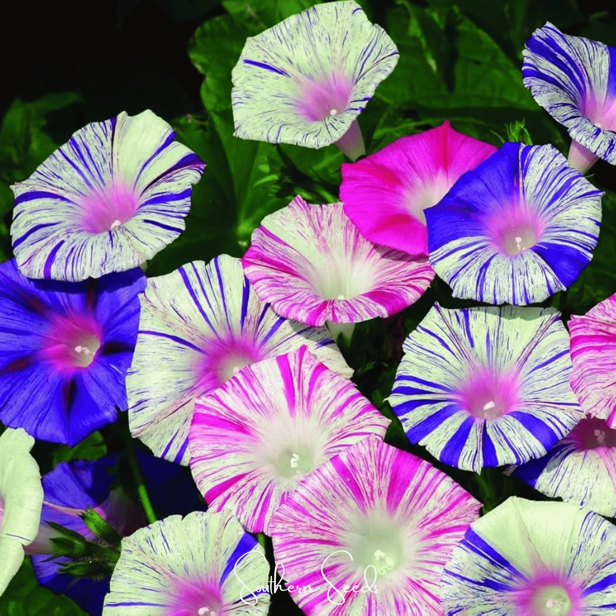 Morning Glory, Harlequin Mix (Ipomea purpurea) - 25 Seeds seed packet from Seed Therapy – American - grown, heirloom seeds