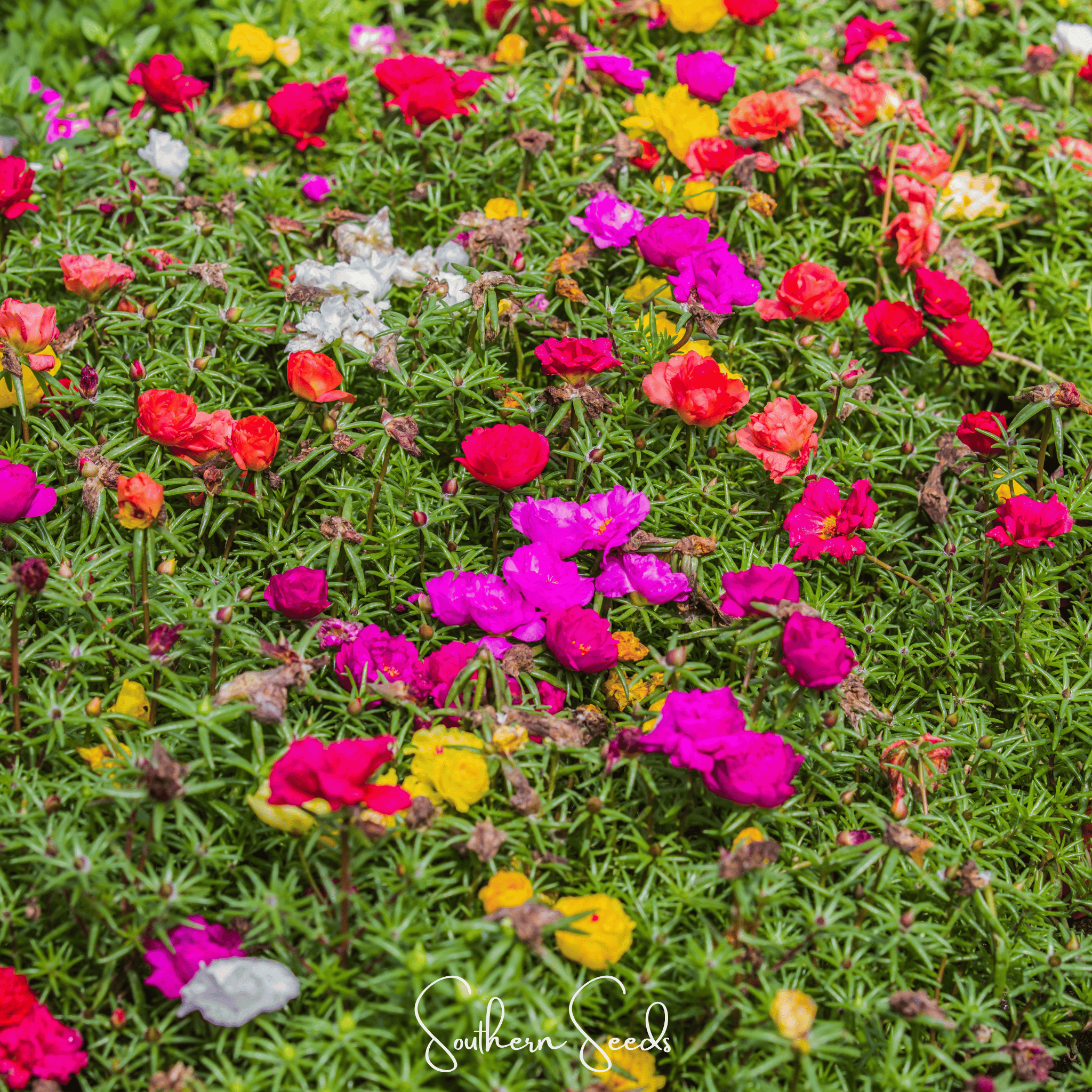 Moss Rose, Mix (Portulaca grandiflora) - 250 Seeds seed packet from Seed Therapy – American - grown, heirloom seeds