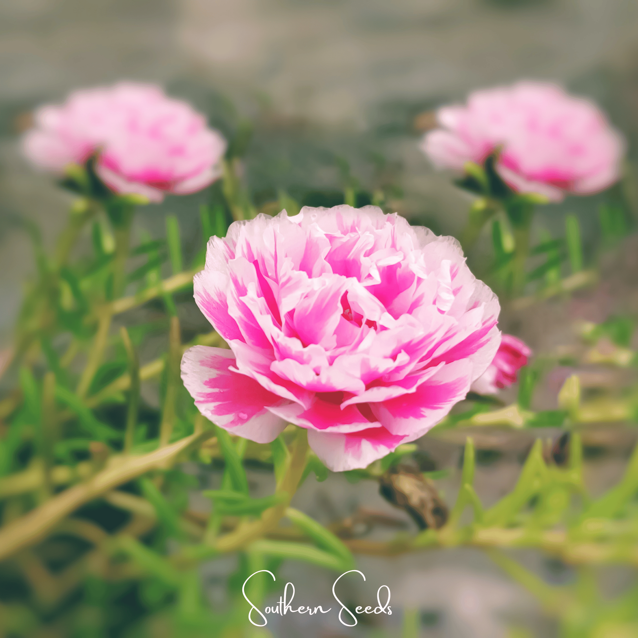 Moss Rose, Pink (Portulaca grandiflora) - 250 Seeds seed packet from Seed Therapy – American - grown, heirloom seeds