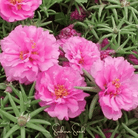 Moss Rose, Pink (Portulaca grandiflora) - 250 Seeds seed packet from Seed Therapy – American - grown, heirloom seeds