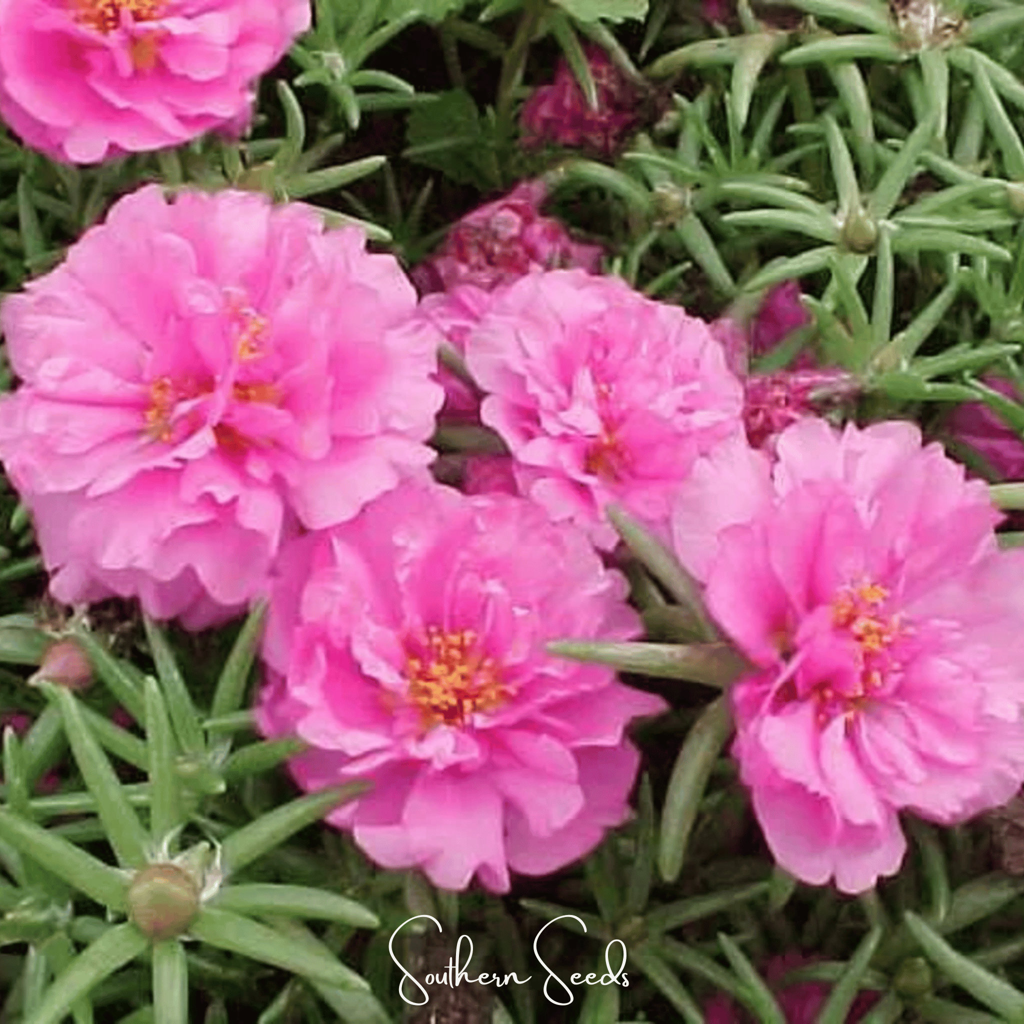 Moss Rose, Pink (Portulaca grandiflora) - 250 Seeds seed packet from Seed Therapy – American - grown, heirloom seeds