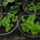 Moss Rose, Pink (Portulaca grandiflora) - 250 Seeds seed packet from Seed Therapy – American - grown, heirloom seeds