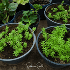 Moss Rose, Red (Portulaca grandiflora) - 250 Seeds seed packet from Seed Therapy – American - grown, heirloom seeds