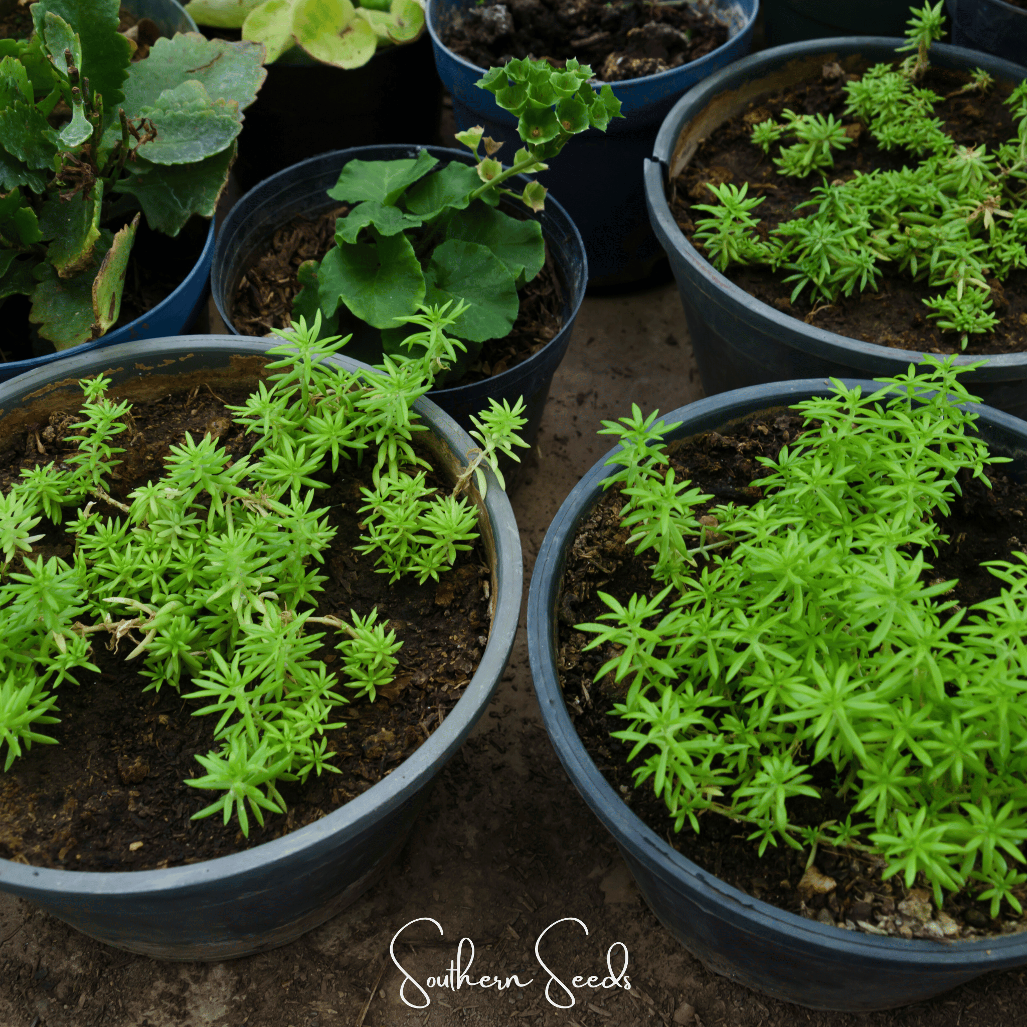 Moss Rose, Red (Portulaca grandiflora) - 250 Seeds seed packet from Seed Therapy – American - grown, heirloom seeds