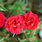 Moss Rose, Red (Portulaca grandiflora) - 250 Seeds seed packet from Seed Therapy – American - grown, heirloom seeds