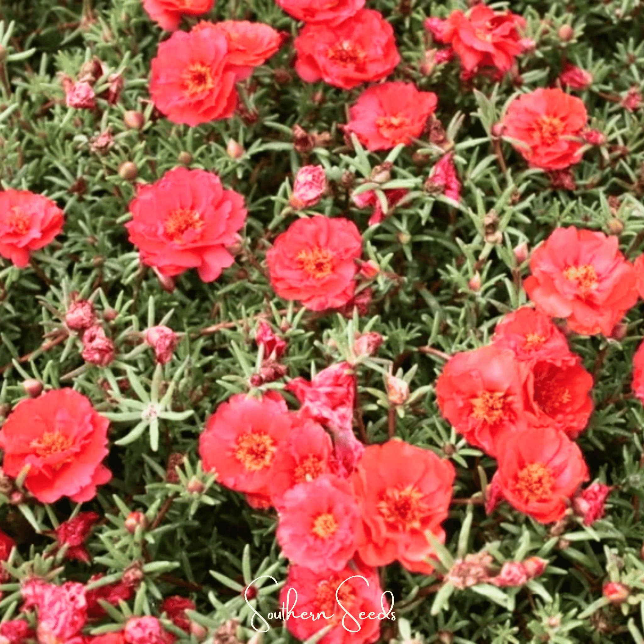Moss Rose, Red (Portulaca grandiflora) - 250 Seeds seed packet from Seed Therapy – American - grown, heirloom seeds