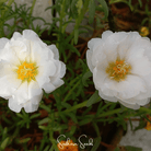 Moss Rose, White (Portulaca grandiflora) - 250 Seeds seed packet from Seed Therapy – American - grown, heirloom seeds
