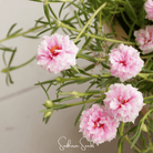 Moss Rose, White (Portulaca grandiflora) - 250 Seeds seed packet from Seed Therapy – American - grown, heirloom seeds