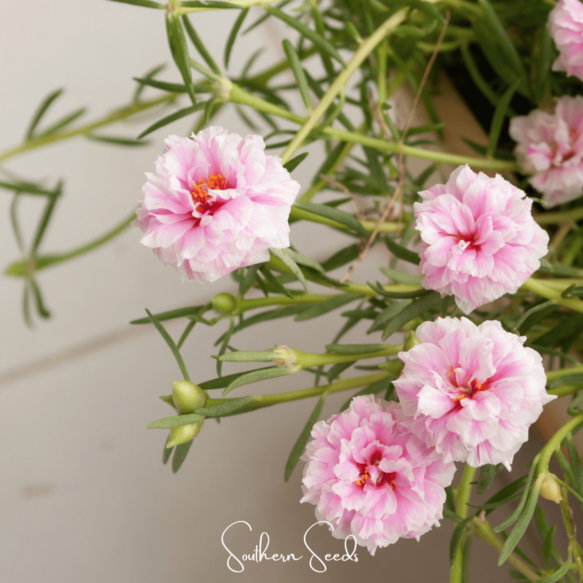 Moss Rose, White (Portulaca grandiflora) - 250 Seeds seed packet from Seed Therapy – American - grown, heirloom seeds